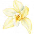 vanilla blumen_png