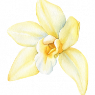 vanilla blumen_png vanilla blumen_png